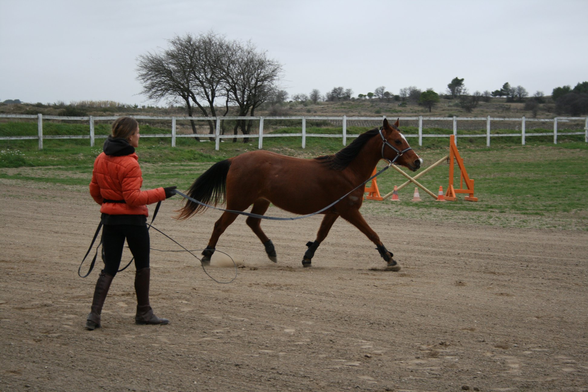 photo du professionnel équestre Charlotte spécialisé en namename